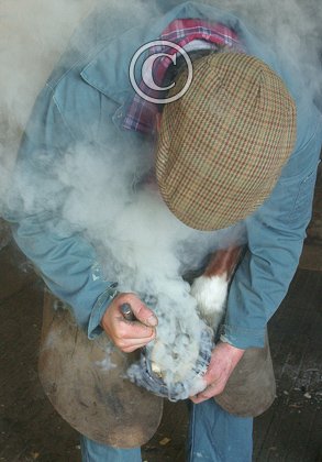 Horse Shoeing DM1392